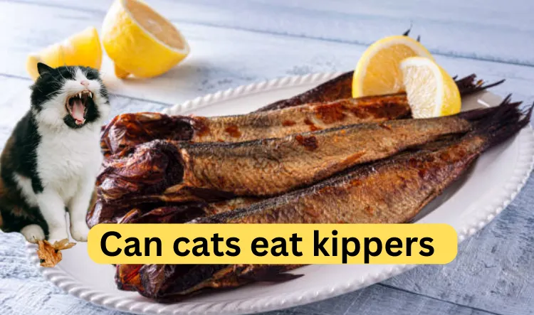 Can cats eat kippers