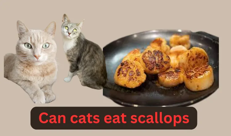 Can cats eat scallops