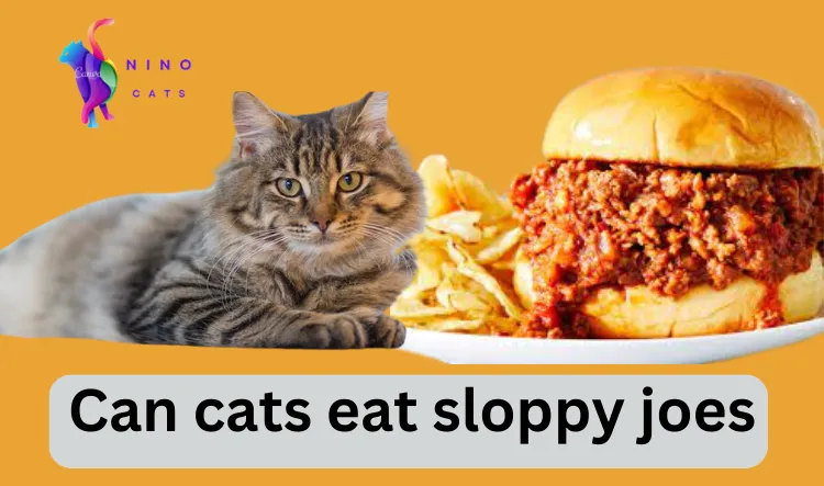 Can cats eat sloppy joes