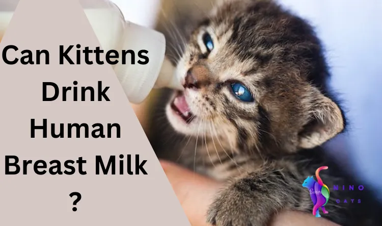 Can Kittens Drink Human Breast Milk