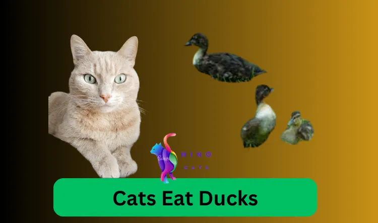 cats eat ducks