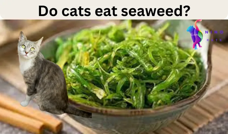 Do cats eat seaweed
