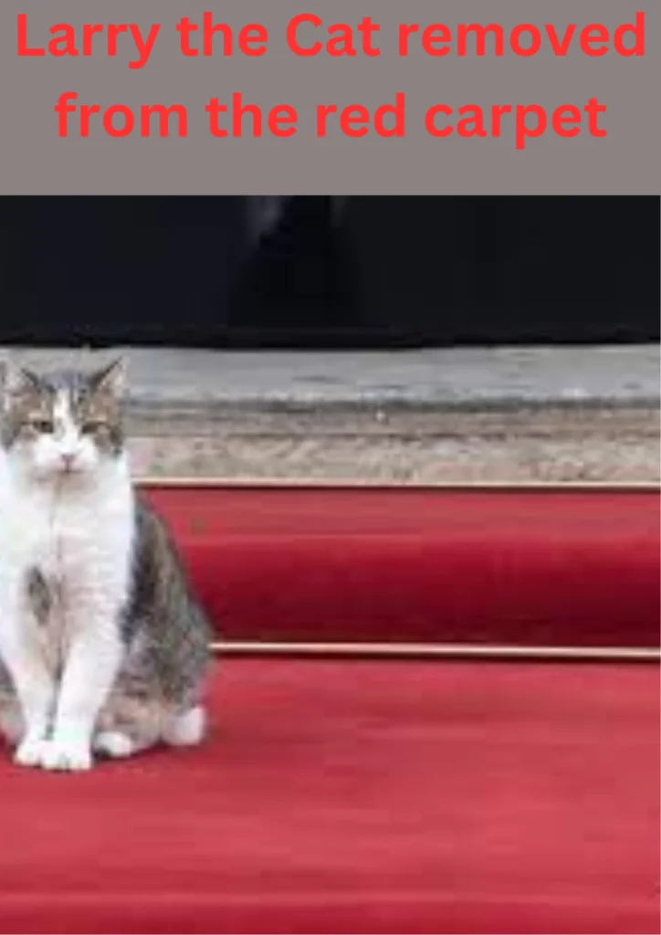 Larry the Cat removed from the red carpet