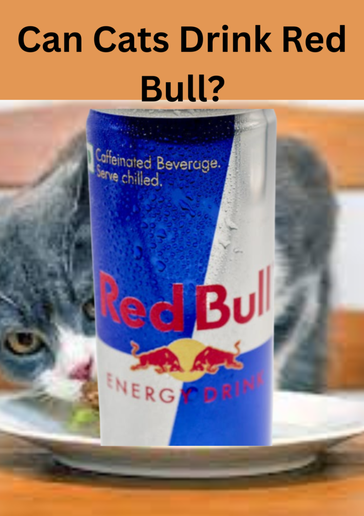Can cats drink red bull