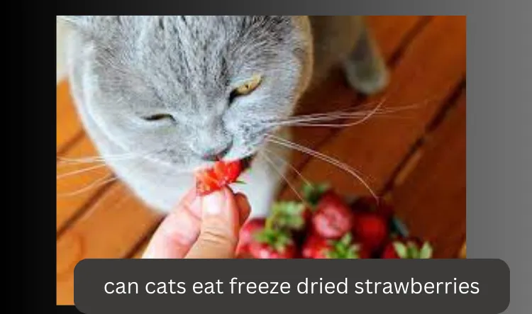can cats eat freeze dried strawberries