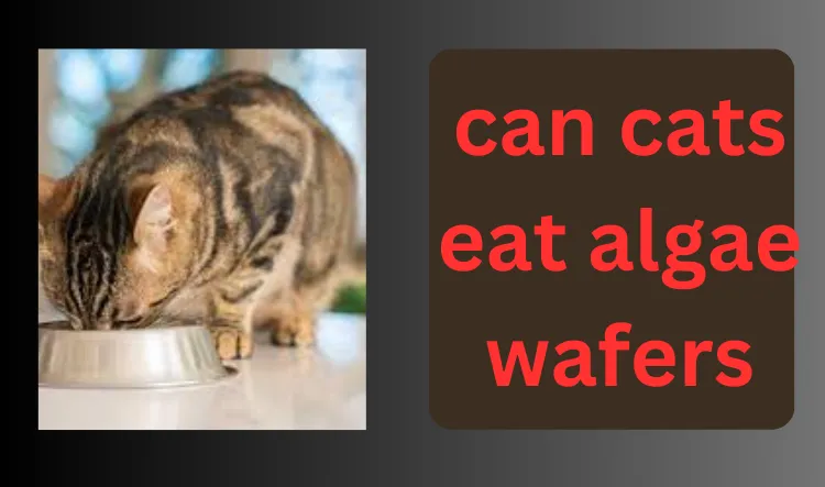 can cats eat algae wafers