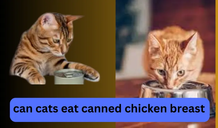 can cats eat canned chicken breast