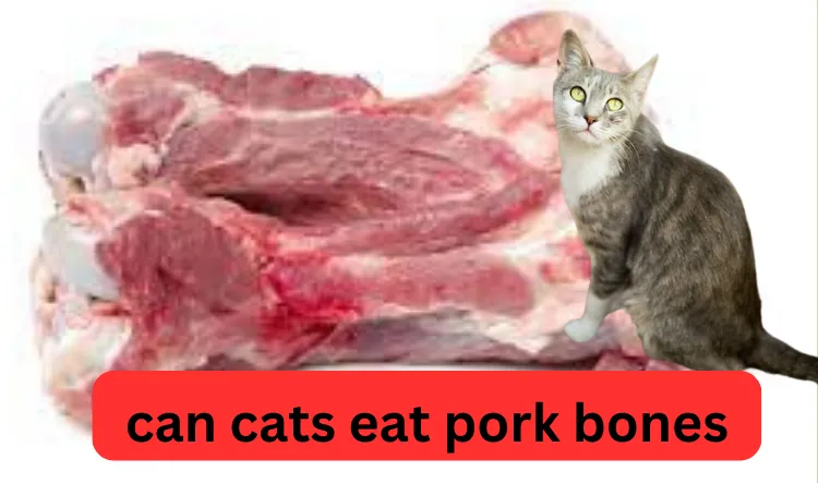 can cats eat pork bones