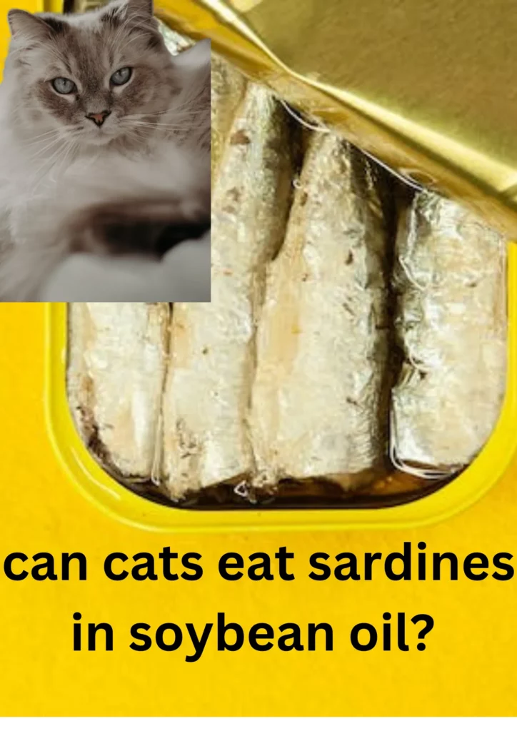 can cats eat sardines in soybean oil
