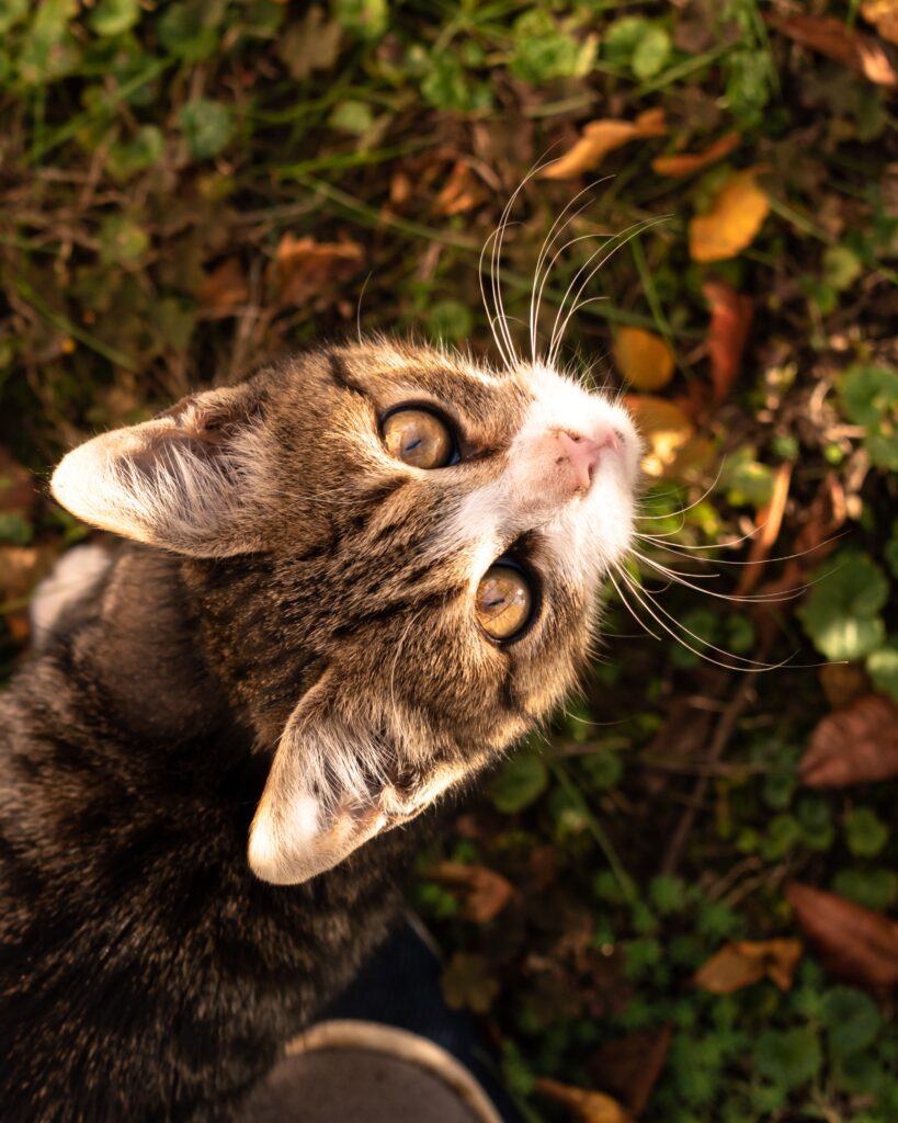 can cats eat corn tortillas