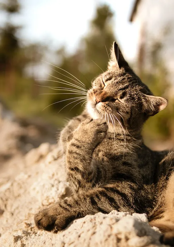 Can Cats Eat Granola