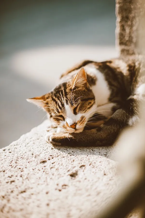 Hair Loss In Cats