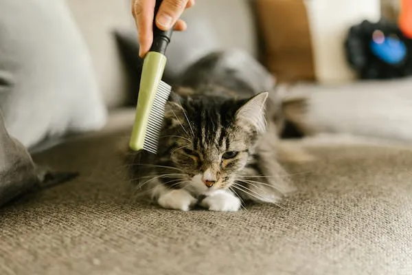 reasons for excessive hair loss in cats