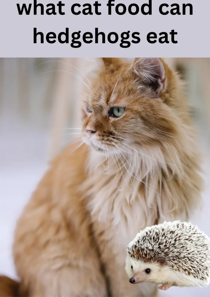 what cat food can hedgehogs eat