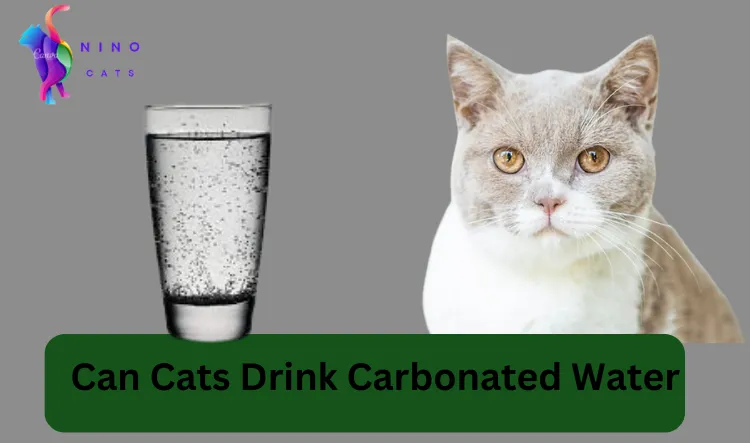 Can Cats Drink Carbonated Water