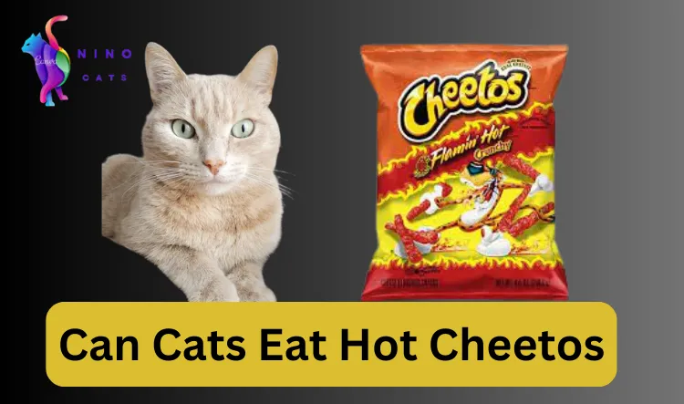 can cats eat hot cheetos
