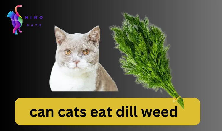 can cats eat dill weed
