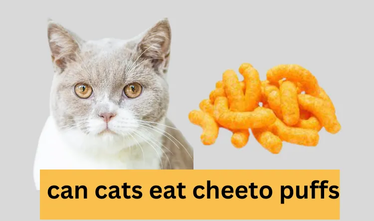 can cats eat cheeto puffs