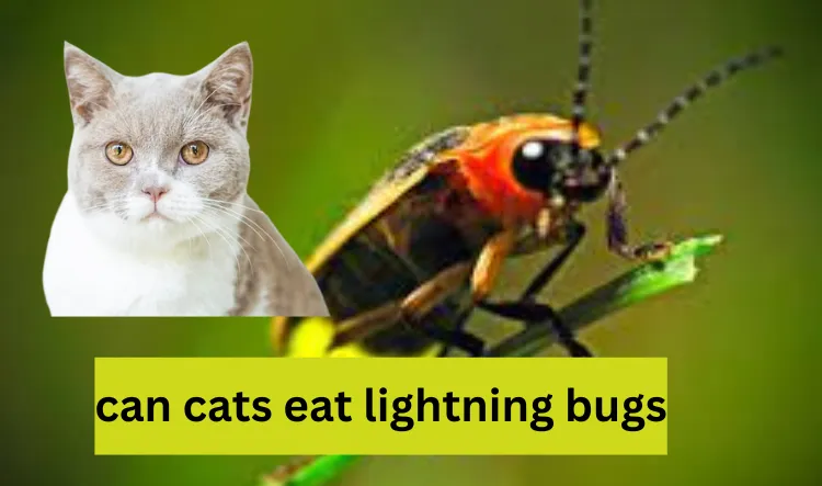 can cats eat lightning bugs