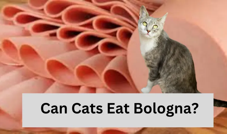Can Cats Eat Bologna