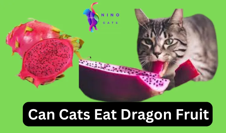 Can Cats Eat Dragon Fruit