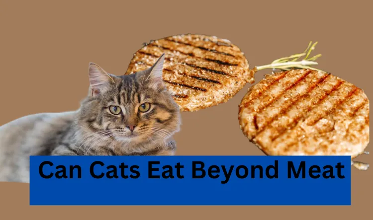 Can Cats Eat Beyond Meat