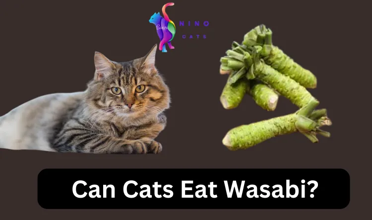 Can Cats Eat Wasab