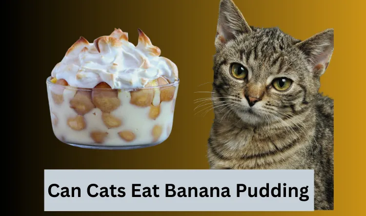 Can Cats Eat Banana Pudding