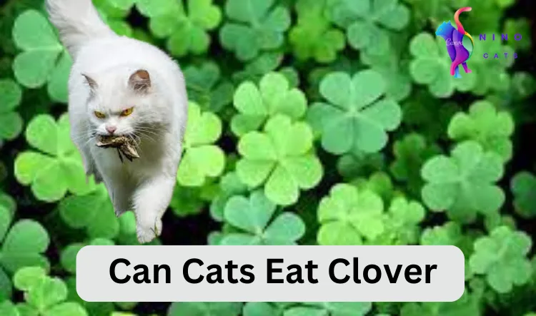 Can Cats Eat Clover