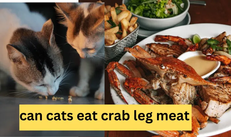 can cats eat crab leg meat