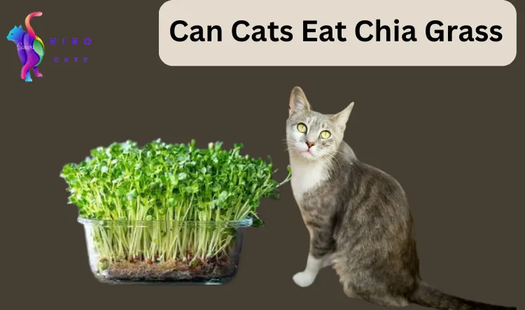 Can Cats Eat Chia Grass