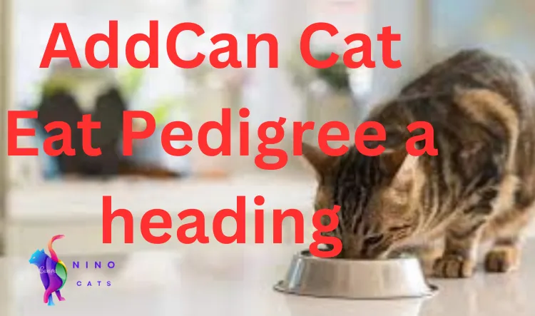 can cats eat Pedigree