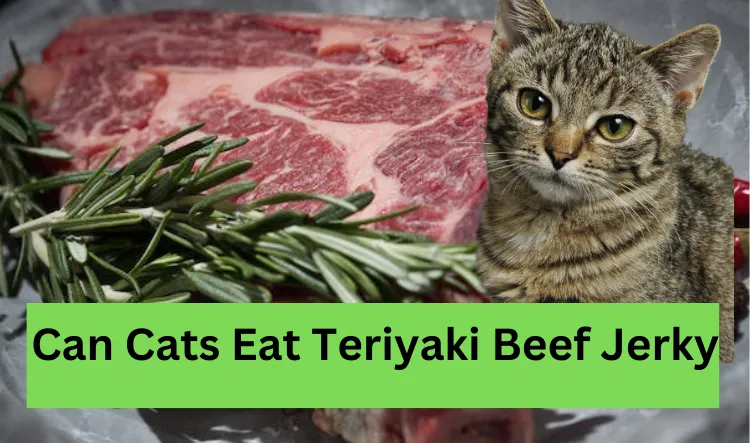 Can Cats Eat Teriyaki Beef Jerky