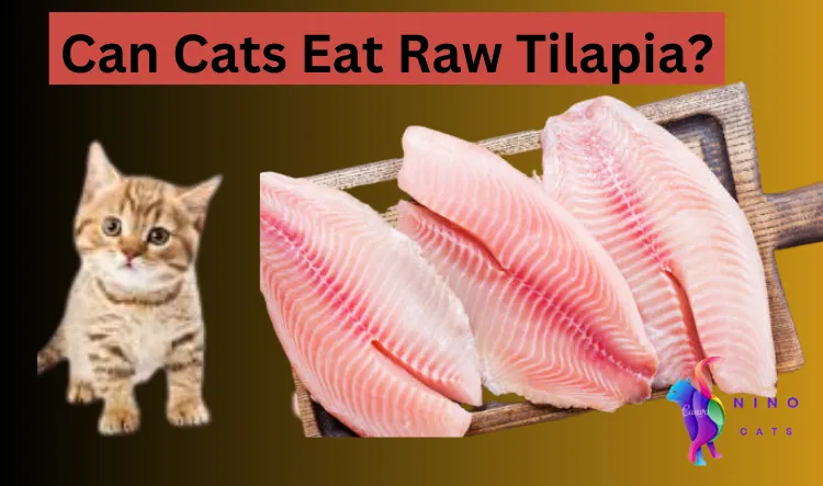 Can Cats Eat Raw Tilapia