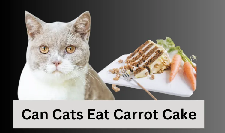 Can Cats Eat Carrot Cake