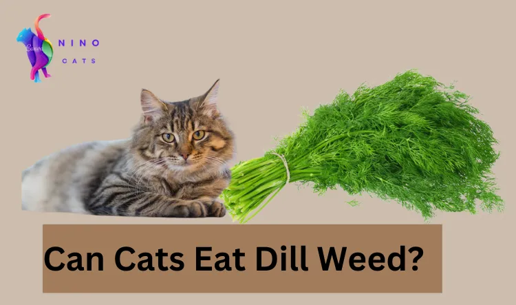 Can Cats Eat Dill Weed?