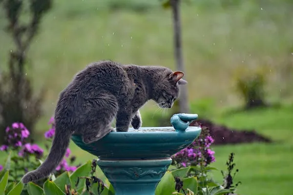 Keep your cat cool in the summer