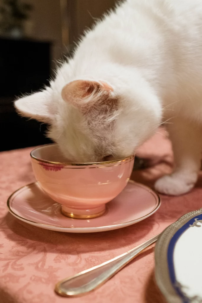 Can Cats Drink Kombucha