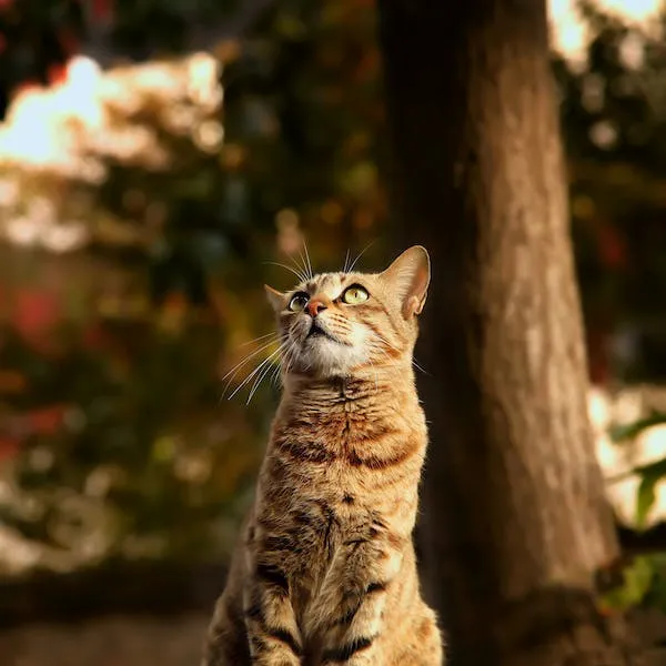 Can cats eat rice with soy sauce