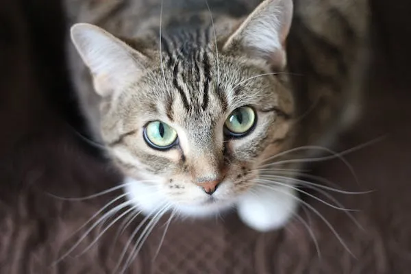 Can Cats Drink Carbonated Water