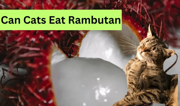 Can Cats Eat Rambutan
