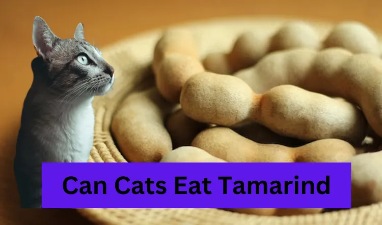 Can Cats Eat Tamarind