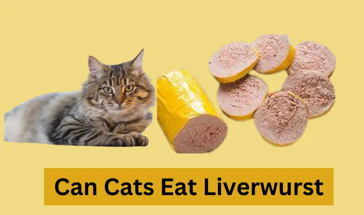 Can Cats Eat Liverwurst