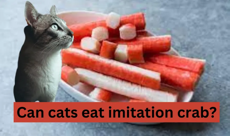 Can cats eat imitation crab
