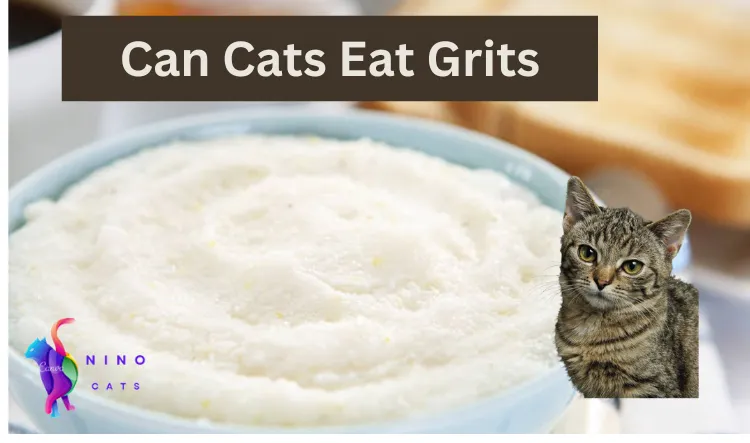 Can Cats Eat Grits