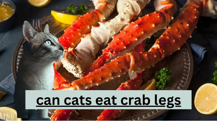 Can Cats Eat Crab Legs