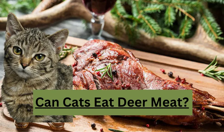 Can Cats Eat Deer Meat