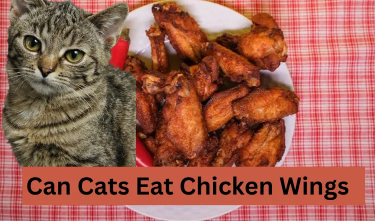 Can Cats Eat Chicken Wings