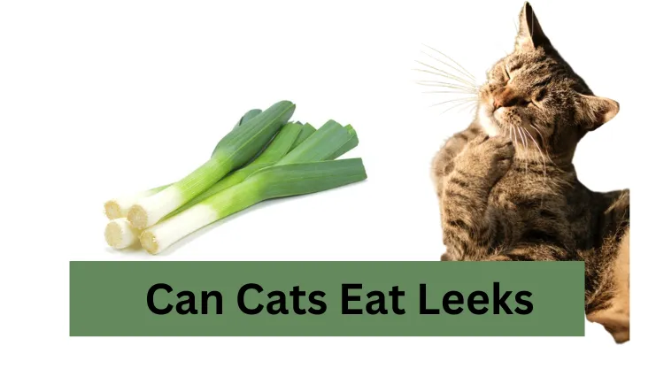 Can Cats Eat Leeks