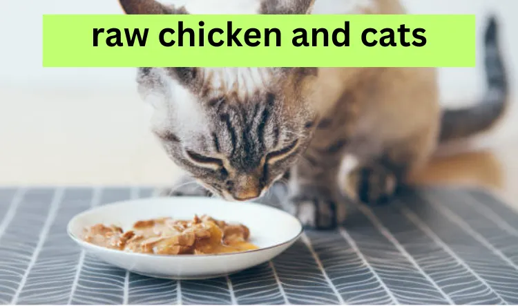 raw chicken and cats